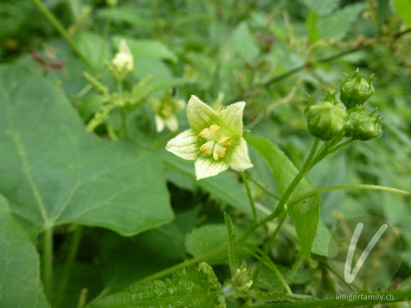 Zweihäusige Zaunrübe: Übersicht